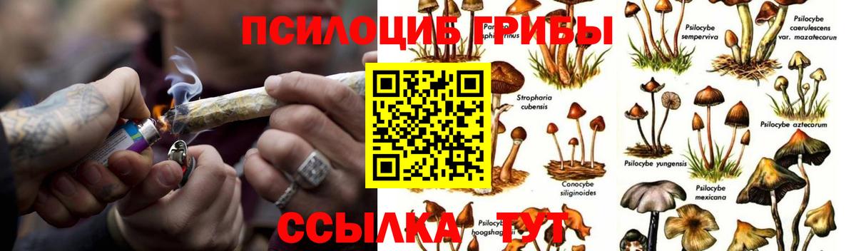 Галлюциногенные грибы Cubensis  Вход с VPN  Амурск 